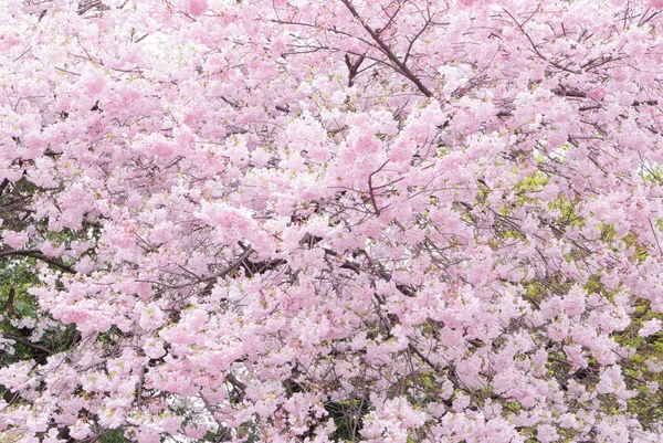 Красивый Яркий Цветок Вишни Японии — стоковое фото