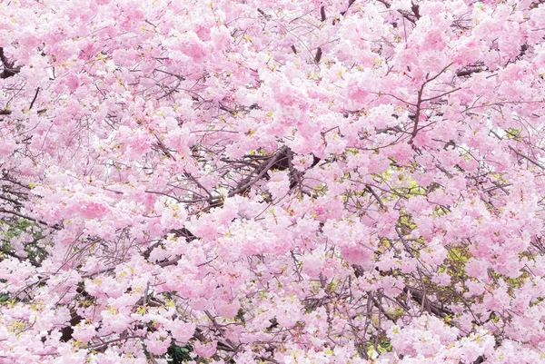 Belle Fleur Cerisier Lumineux Japon — Photo