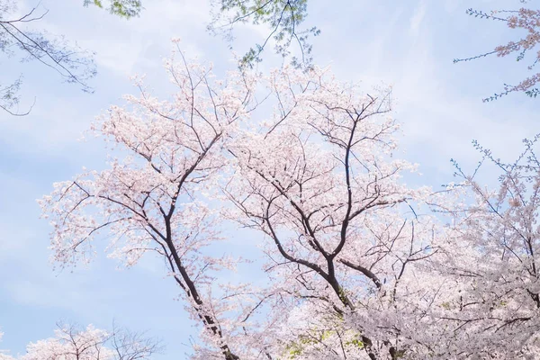 Güzel Parlak Kiraz Çiçeği Japonya — Stok fotoğraf