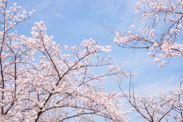Bela Flor Cereja Brilhante Japão — Fotografia de Stock