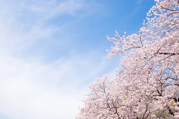 Bela Flor Cereja Brilhante Japão — Fotografia de Stock