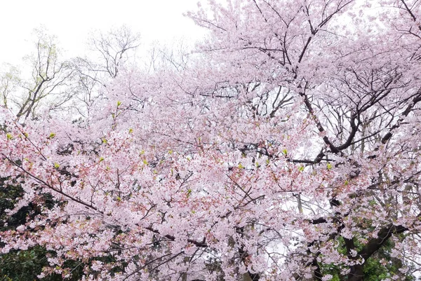 樱花场景 — 图库照片