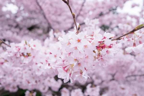 Gyönyörű, fényes, Cherry blossom — Stock Fotó