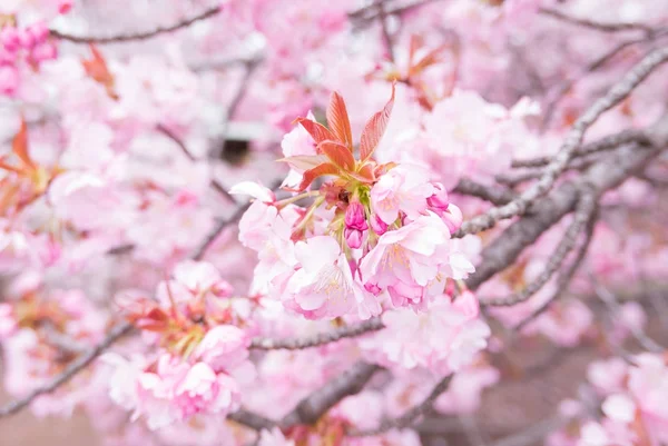 Krásy rozkvetlou třešní v Japonsku. — Stock fotografie