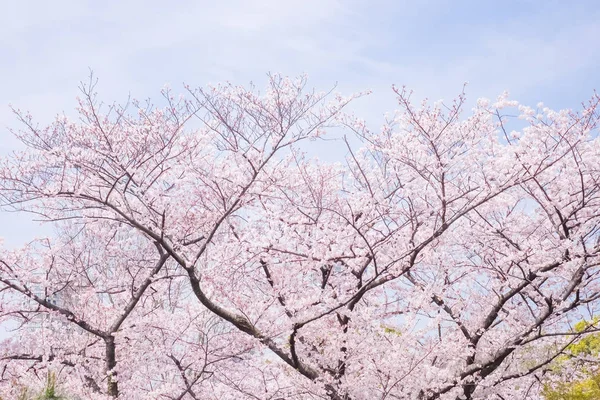 Güzellik Japonya kiraz çiçeği. — Stok fotoğraf