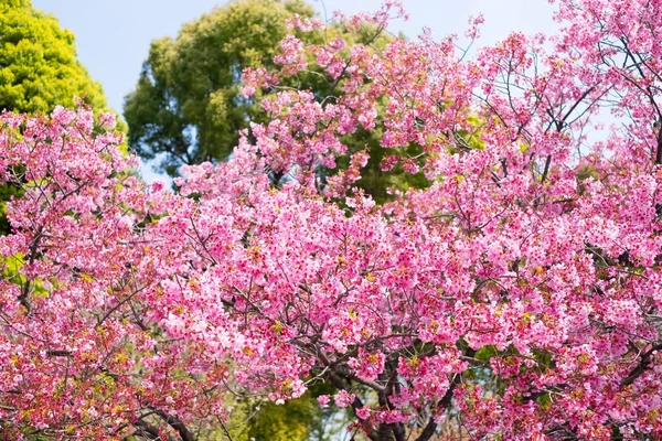 Piękno kwiatu wiśni w Japonii. — Zdjęcie stockowe