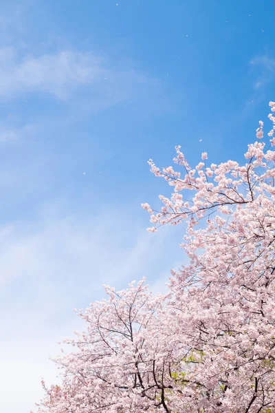 Beauty Cherry blossom in japan. — Stock Photo, Image