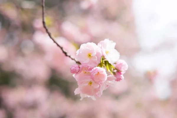 Japán Cherry blossom szépség. — Stock Fotó