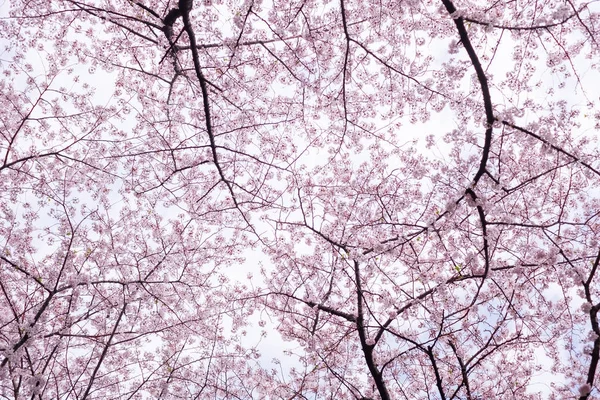 Krásy rozkvetlou třešní v Japonsku. — Stock fotografie