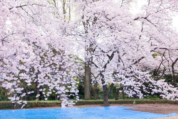 Krásy Rozkvetlou Třešní Scéna Japonsku — Stock fotografie