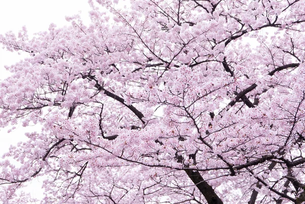 Japonya Güzellik Kiraz Çiçeği Sahne Shot — Stok fotoğraf