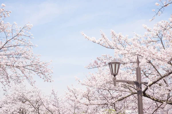 Krásy Rozkvetlou Třešní Scéna Japonsku — Stock fotografie