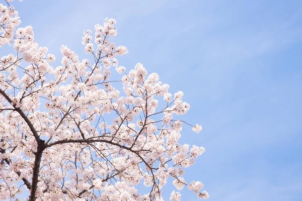 Krásy Rozkvetlou Třešní Scéna Japonsku — Stock fotografie