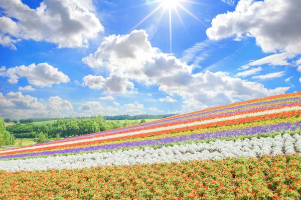 Hermoso Paisaje Shikisai Oka Con Flores —  Fotos de Stock