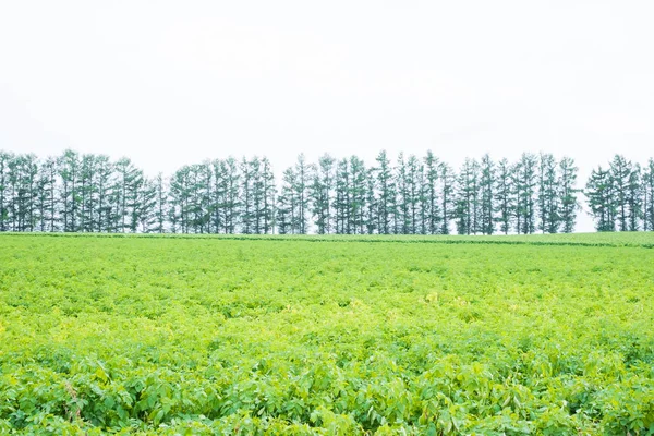 Beautiful Landscape Asahikawa Hokkaido — Stock Photo, Image