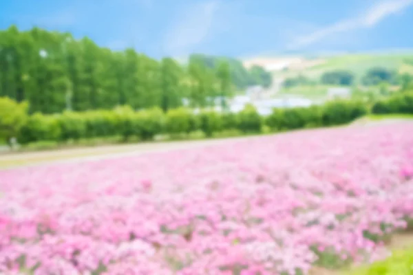 Beautiful Landscape Shikisai Oka Your Travel Concept — Stock Photo, Image