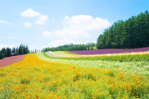 Hermoso Paisaje Furano Con Flores Árboles —  Fotos de Stock