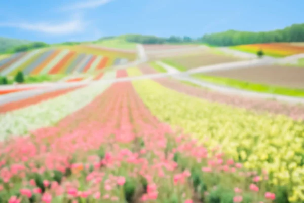 Beautiful Landscape Shikisai Oka Your Travel Concept — Stock Photo, Image