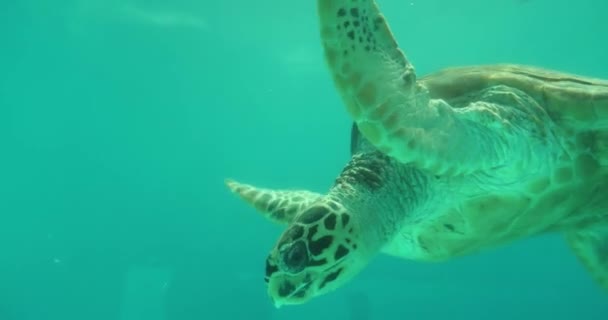 Żółw morski pływa dookoła — Wideo stockowe