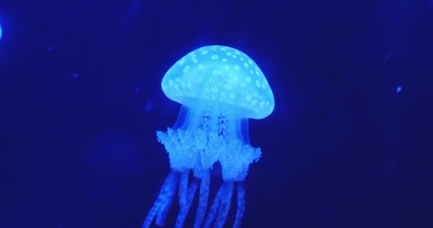Medusas flutuando com luz — Vídeo de Stock