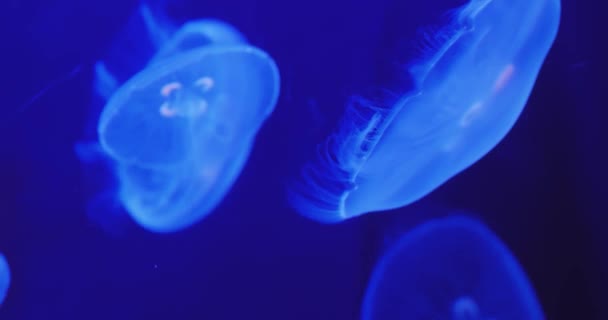 Blue jellyfish floating — Stock Video