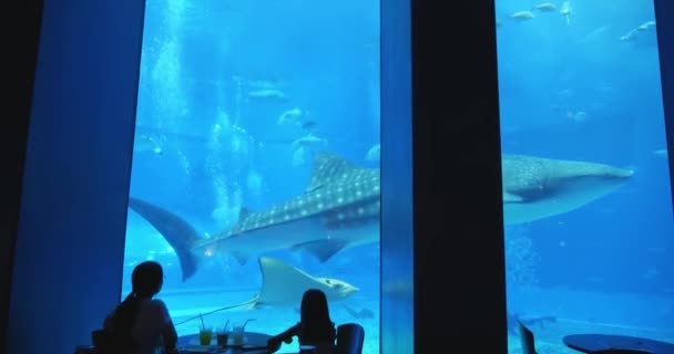 Ocean Tank in Churaumi Aquarium — 비디오