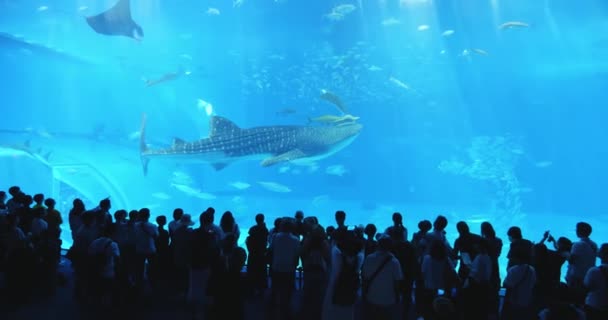 Tanque oceánico en el acuario Churaumi — Vídeos de Stock