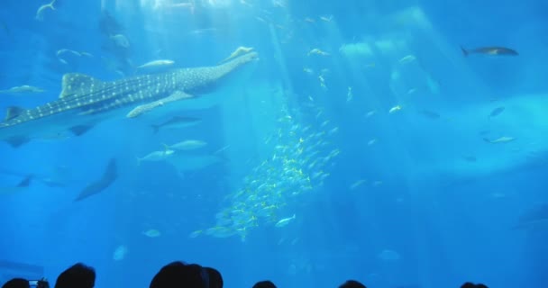 Tanque Oceano no Aquário Churaumi — Vídeo de Stock