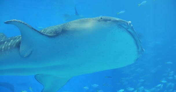 Tanque oceánico en el acuario Churaumi — Vídeo de stock