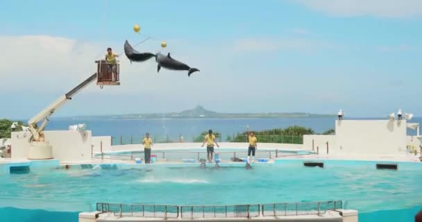 Дельфіни в океанічному парку Експо — стокове відео