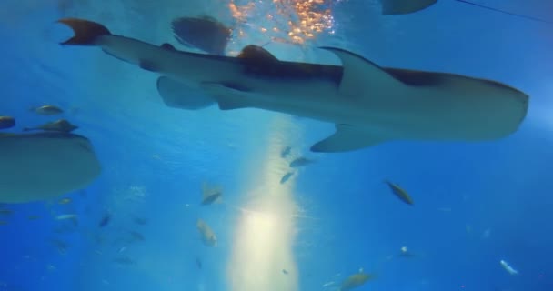 Mulți pești înoată încet — Videoclip de stoc