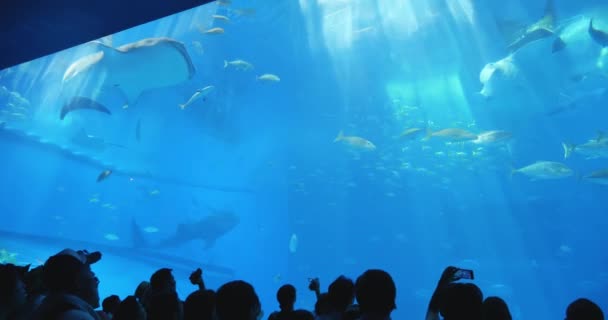 Ocean Tank i Churaumi akvarium — Stockvideo