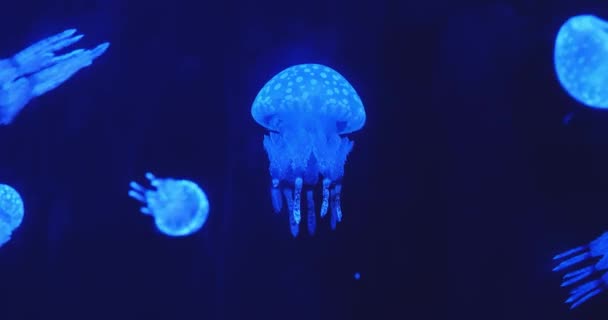 Блакитна медуза плаває — стокове відео