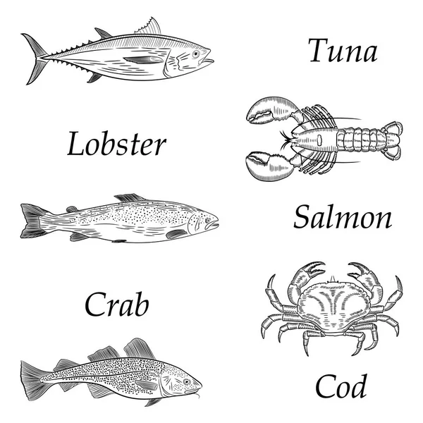 Set Schițe Tema Fructelor Mare Somon Ton Cod Homar Crab — Vector de stoc