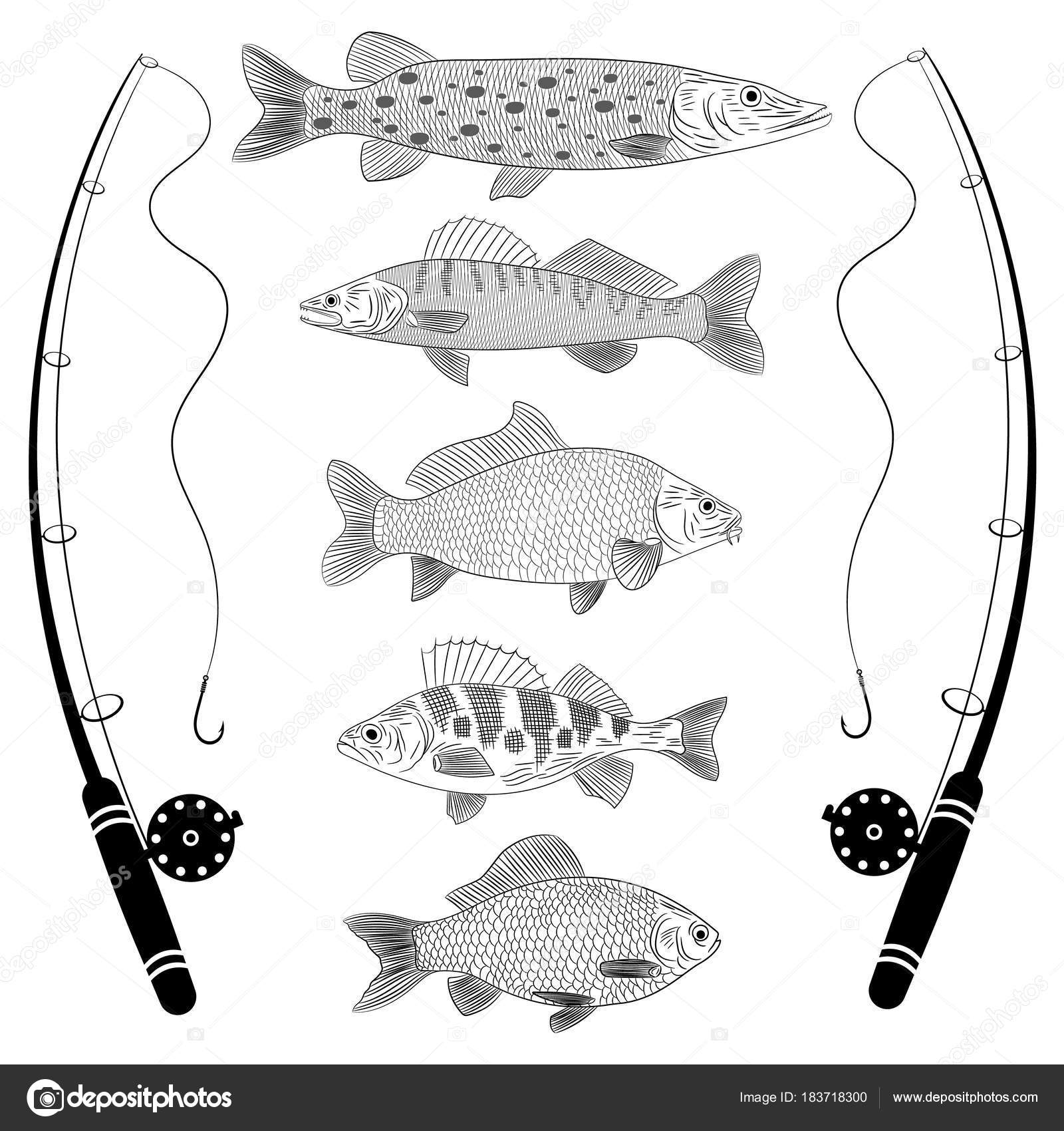 Sketch Theme Fishing River Fish Fish Tackles Popular River Fish Stock  Vector by ©OdinR 183718300