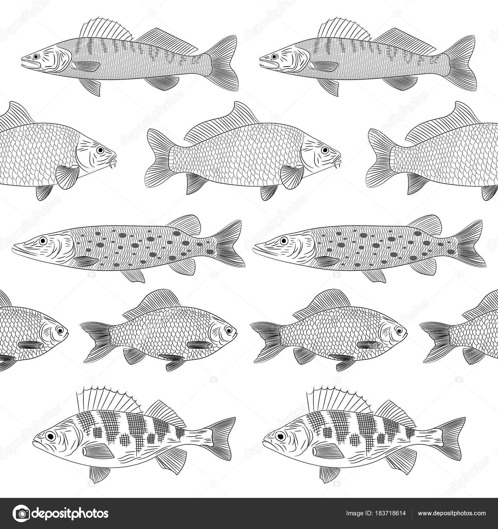 塗装済み完成品人気川魚のセットです お互いに平行に描かれています パイク ザンダー スズキします スケッチをパターン ベクトル イラスト ストックベクター C Odinr