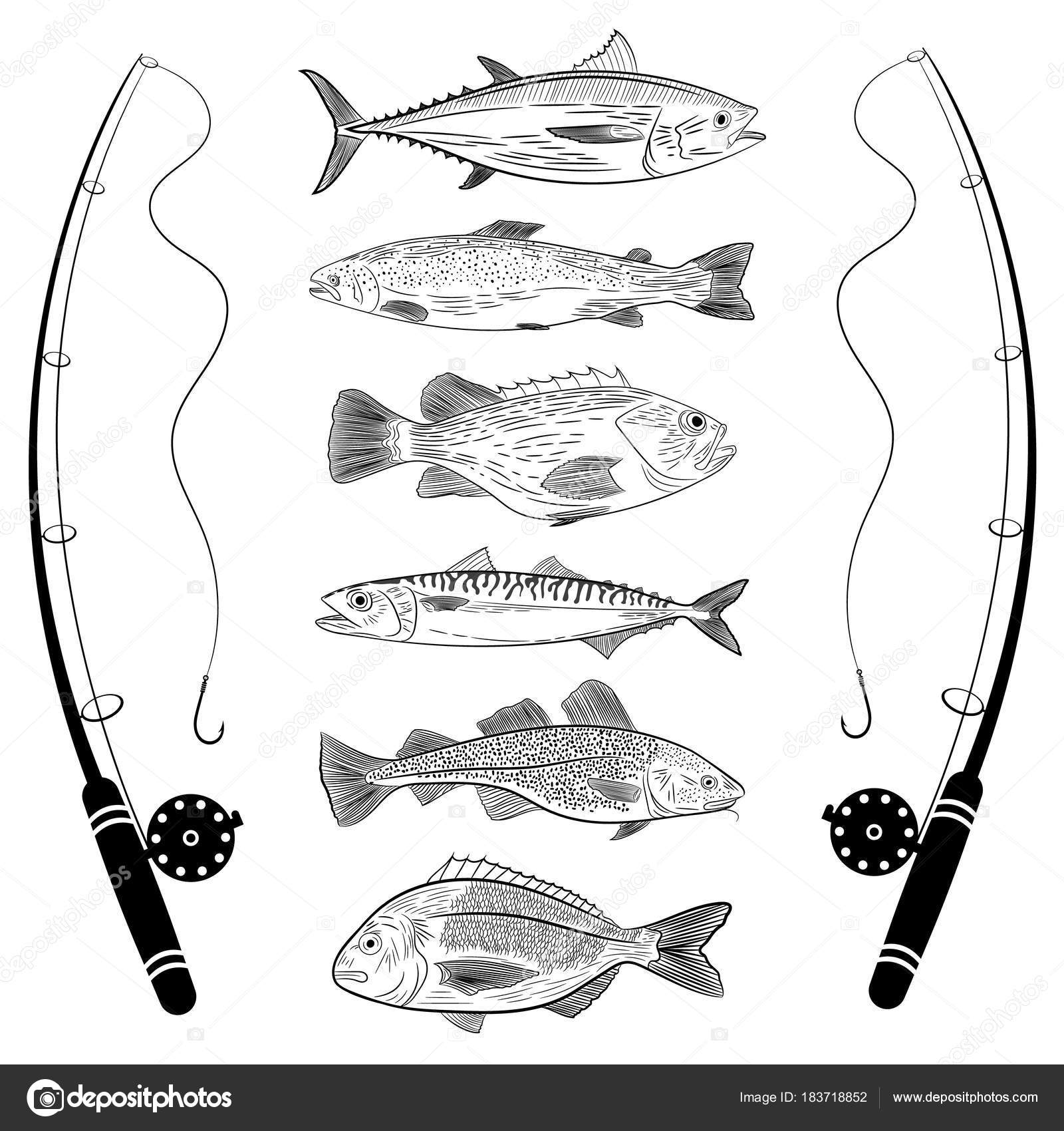 Set Popular Sea Fish Fishing Rods Tuna Dorado Cod Sea Stock Vector by  ©OdinR 183718852