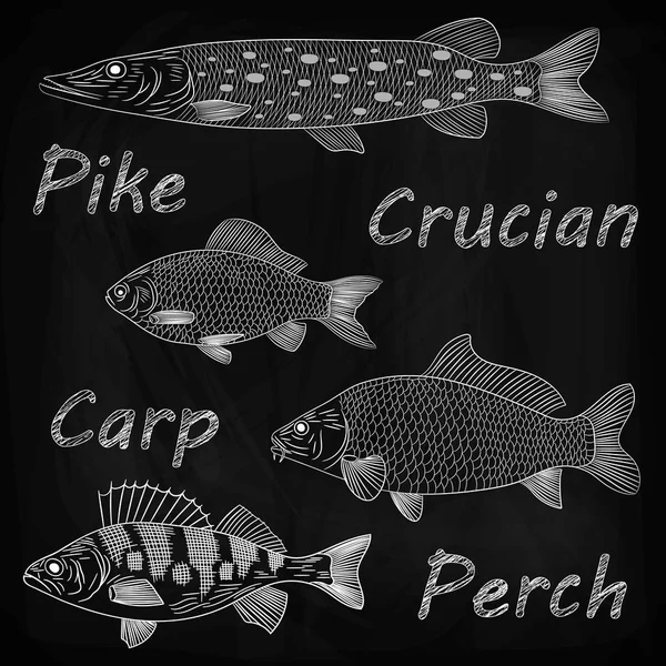 黒板に川の魚のスケッチを描くチョーク パイク スズキします ベクトル図 — ストックベクタ