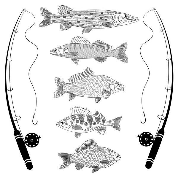 Sketch on a theme fishing, a river fish, fish tackles. Popular river fish are pike, crucian carp, perch, pike perch, carp. Sketch, vector illustration