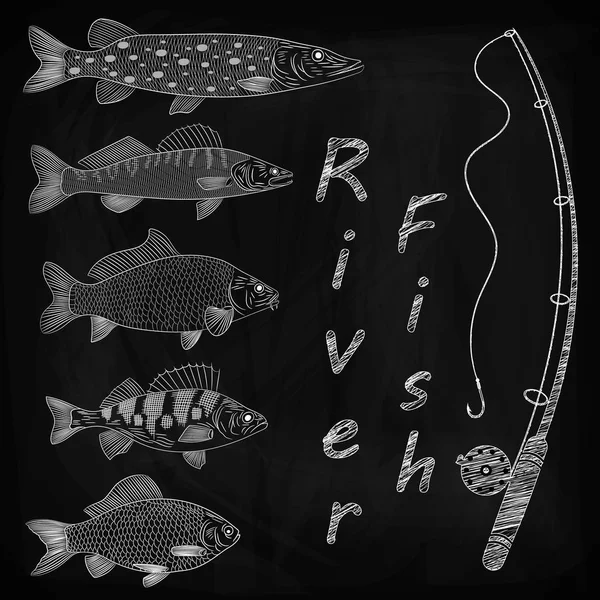 テーマ釣り 川の魚のスケッチ 魚のタックル 人気のある川の魚 パイク スズキ ザンダー スケッチ ベクトル図 黒板にチョークを描画 — ストックベクタ