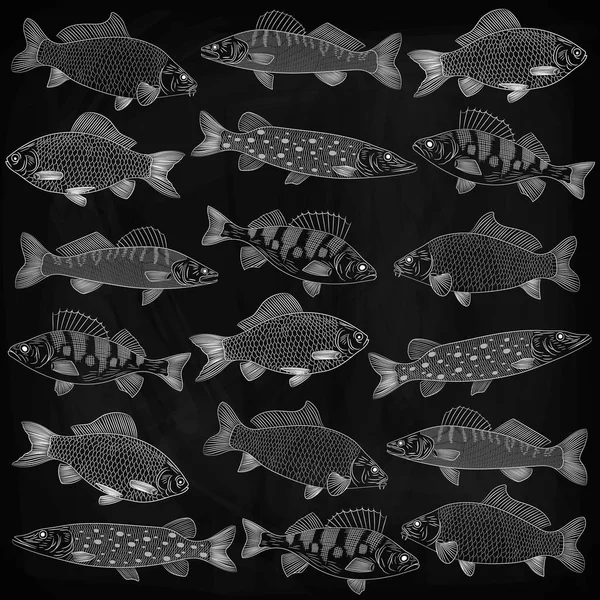セットは 最も人気のある淡水魚です オブジェクトがある無秩序 パイク ザンダー 腰を下ろします ブラック ボードにチョークの描画 ベクトル イラスト — ストックベクタ
