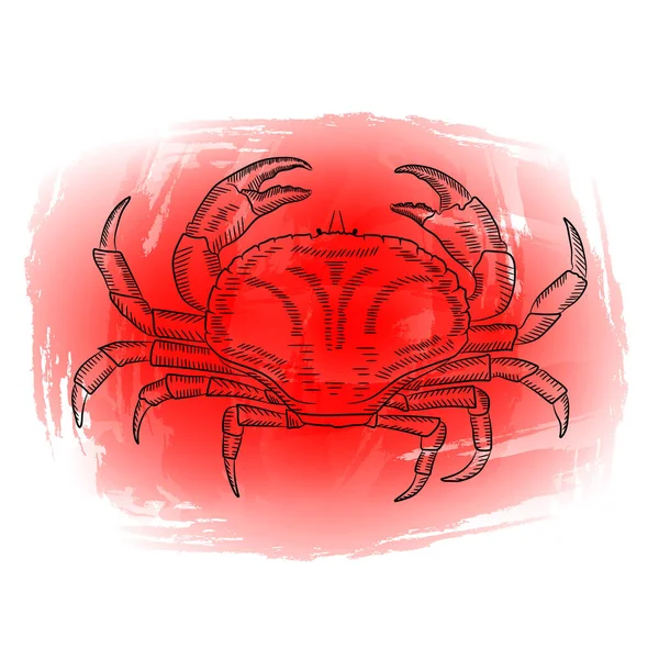 Ein Bild Einer Krabbe Auf Rotem Hintergrund Skizze Aquarell Vektorillustration — Stockvektor