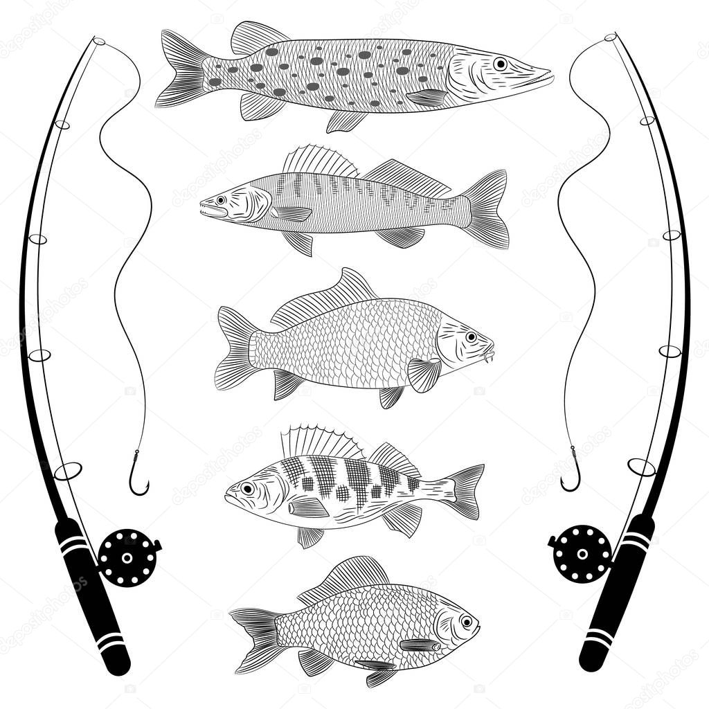 Sketch on a theme fishing, a river fish, fish tackles. Popular river fish are pike, crucian carp, perch, pike perch, carp. Sketch, vector illustration