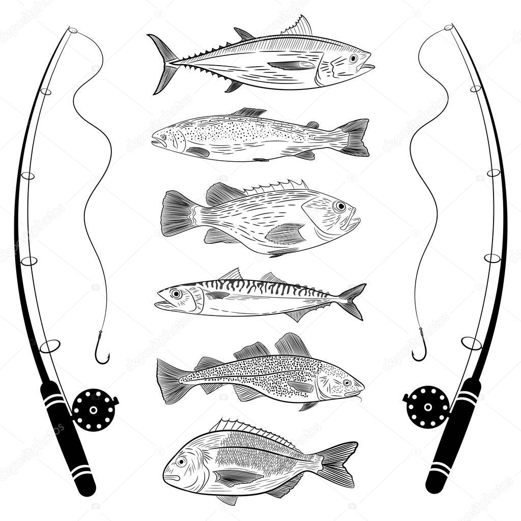 Set of popular sea fish and fishing rods. Tuna, dorado, cod, sea bass, salmon, mackerel. Vector illustration on a theme of catching sea fish