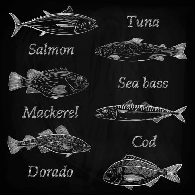 Boyalı popüler Deniz balığı ve isimlerini bir dizi... Ton balığı, somon, morina, levrek, uskumru, dorado. Kroki ve el çizimi, vektör çizim