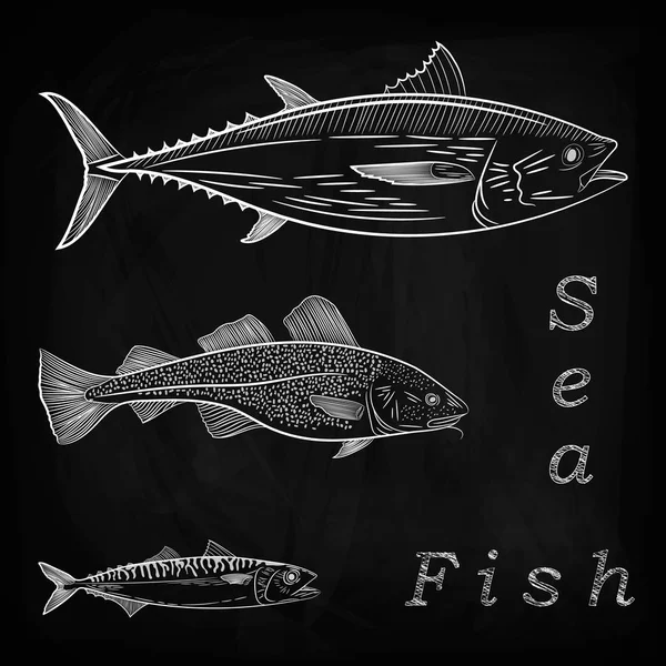 サイズ海魚の別のセットです マグロ 手描きでスケッチ ベクトル図 — ストックベクタ