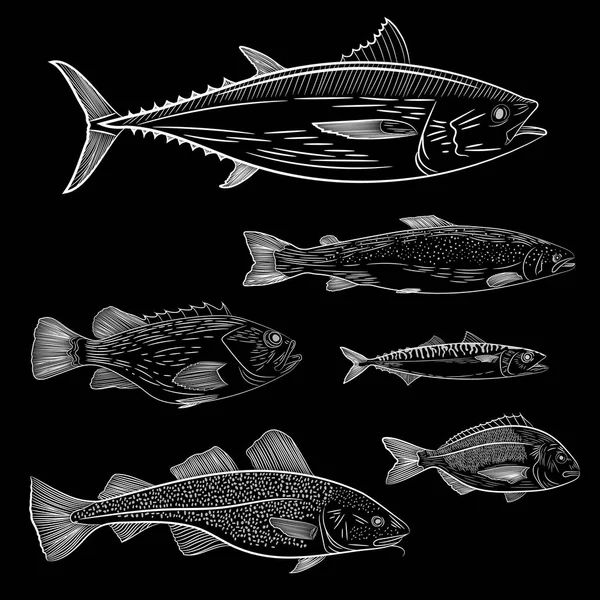 Набор Крашеной Популярной Морской Рыбы Тунец Лосось Треска Морской Окунь — стоковый вектор