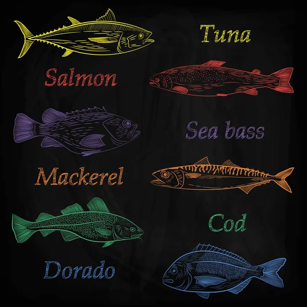 描かれている人気のある海の魚と名のセット マグロ サーモン スズキ ドラド スケッチ カラー パターン ベクトル イラスト — ストックベクタ