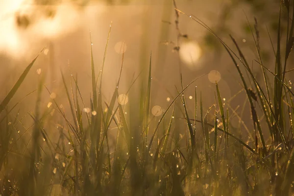 Gras im Morgenlicht und Tau — Stockfoto