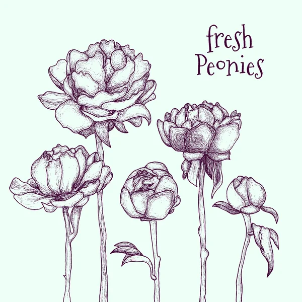 Illustration vectorielle pivoines dessinées à la main — Image vectorielle